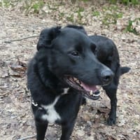 MARIN, chien à adopter