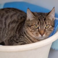 ELLÉ, chat à adopter