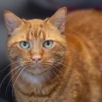 NOE, chat à adopter