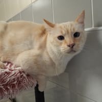 SNOW, chat à adopter
