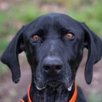 ZERBINO, chien à adopter