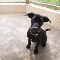 CAMOPI RESERVEE, chienne à adopter