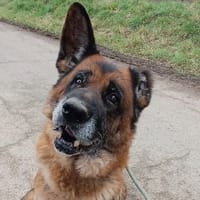 PATAPOUF, chien à adopter