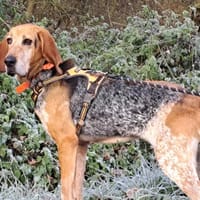 MASCOTTE, chienne à adopter