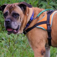 JAYA, chienne à adopter