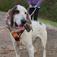 alex, chien à adopter