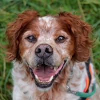 JACKO, chien à adopter