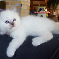 Marly, chatte à adopter