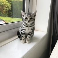 Maxi, chat à adopter