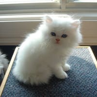 Minette, chatte à adopter