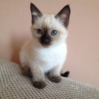 sacha, chatte à adopter