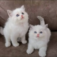 Andy et Anastasia, chat à adopter