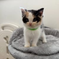 Maloune, chatte à adopter