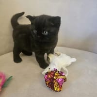 Léo, chat à adopter