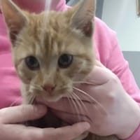 Garfield, kot do adopcji