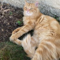 SIMBA, chat à adopter