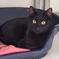 ALIETTE, chatte à adopter