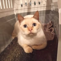 Islande Sauvagnon 9, chat à adopter