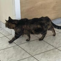 framboise, chatte à adopter