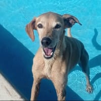 LOGAN, chien à adopter