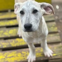 lucie, chienne à adopter