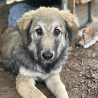 padu, chien à adopter