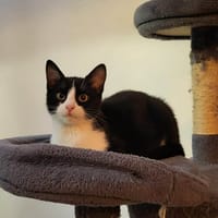 Atom, chat à adopter