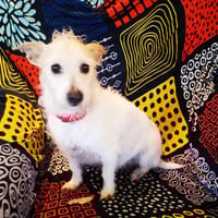 Campanilla, perra en adopción