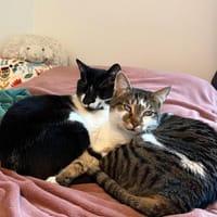 Kosmas & Batsi aus dem Tierschutz, Kater zur Adoption