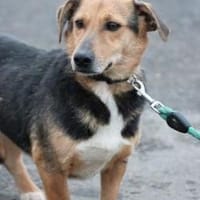 Patti - verschmust u. zutraulich, Hündin zur Adoption