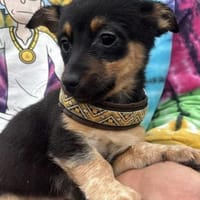 Mica möchte die Welt erkunden, Hündin zur Adoption