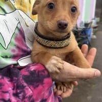 Bica sucht ihr Glück, Hündin zur Adoption