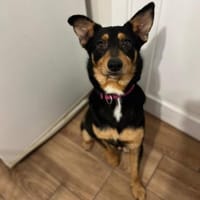 Barni sucht ein liebevolles Zuhause, Hündin zur Adoption