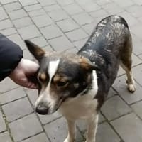 Bunda, eine ruhige 2-jährige Hündin, Hündin zur Adoption