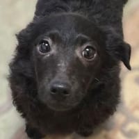 Baby LILY, Hündin zur Adoption