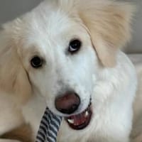 liebe, wunderschöne Kiki, Hündin zur Adoption