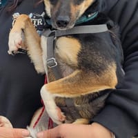 kleine Terrier-Dame Cindy (Tierschutz), Hündin zur Adoption