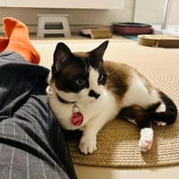 Wunderschöne Maggie sucht Einzelpalast, Katze zur Adoption