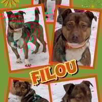 fröhlicher, lustiger Filou auf PS 91207, Hund zur Adoption