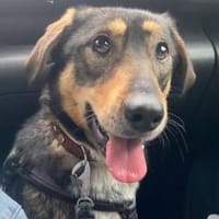 Daphne sucht aktive Menschen, Hündin zur Adoption