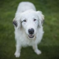 Wer schenkt Elliot ein Zuhause?, Hund zur Adoption