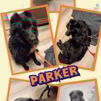 offener Parker auf PS in 95448, Hund zur Adoption