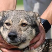 Kesha - kinderlieb u. unkompliziert, Hündin zur Adoption