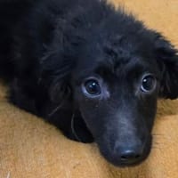 Kleine LANA, Hündin zur Adoption