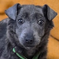 Hundebaby CONNIE, Hündin zur Adoption