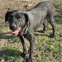 Unglaublich liebe ausgeglichene MIRA ♥, Hündin zur Adoption