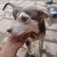 Billy der kleine Schatz / in 82284, Hund zur Adoption