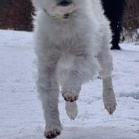 Marshmallow kleiner Schatz / PLZ82284, Hund zur Adoption