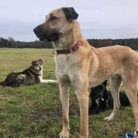 Fuchur sitzt auf gepackten Köfferchen, Hund zur Adoption