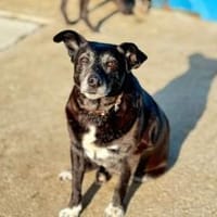 Stella sucht ein Zuhause, Hündin zur Adoption